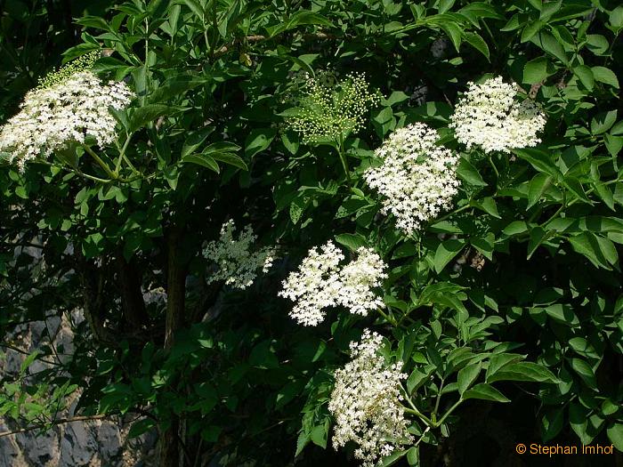 Sambucus nigra