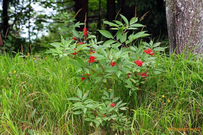 Sambucus racemosa, fruchtend