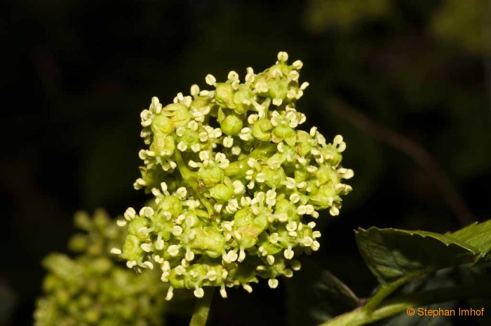 Adoxa moschatellina