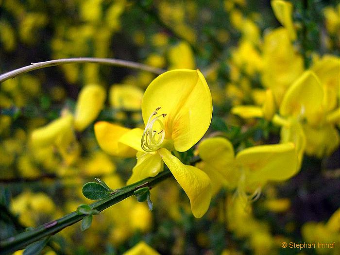 Sarothamnus scoparius, Blte