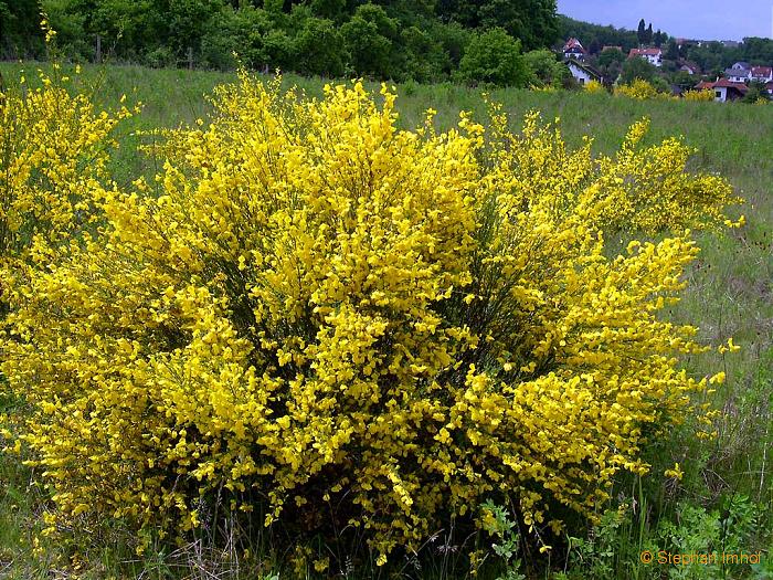 Sarothamnus scoparius, Habitus