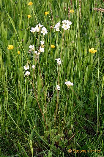 Saxifraga granulata