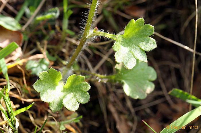 Saxifraga granulata, Blatt