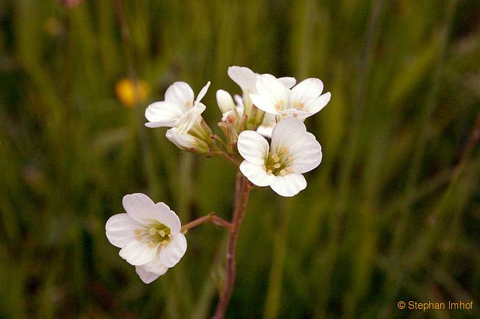 Saxifraga granulata, Blte