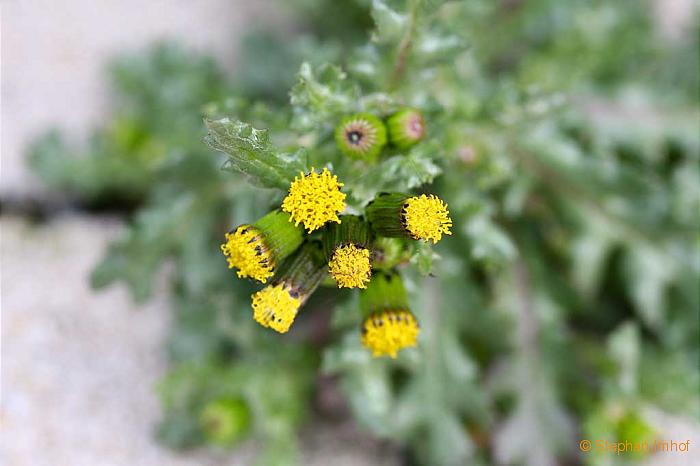 Senecio vulgaris