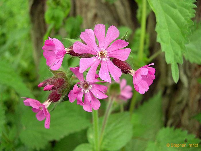 Silene dioica