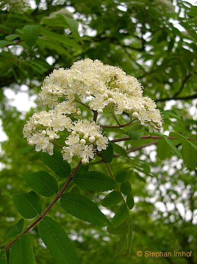 Sorbus aucuparia, Bltenstand