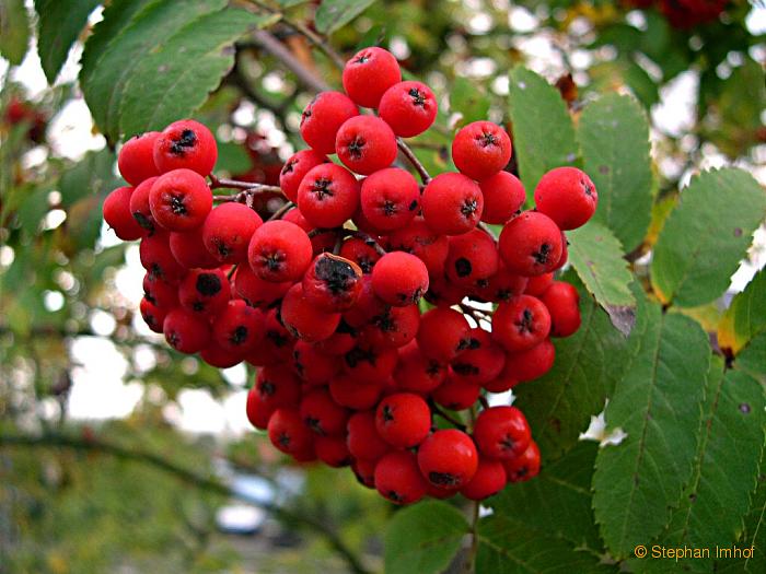 Sorbus aucuparia, Fruchtstand