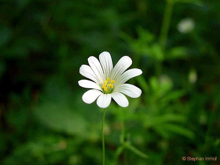 Stellaria holostea