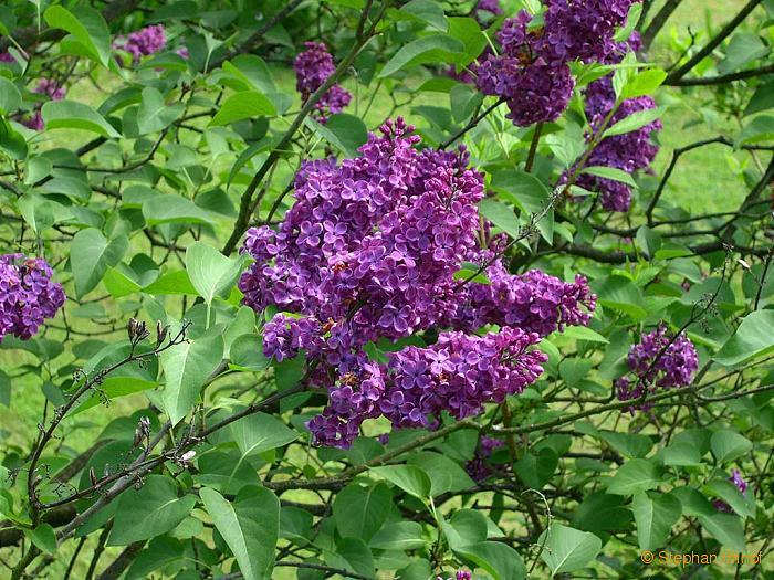 Syringa vulgaris