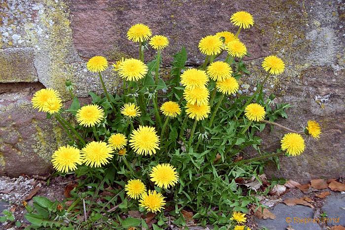 Taraxacum officinale