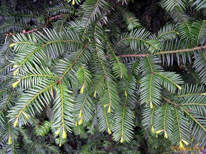 Taxus baccata