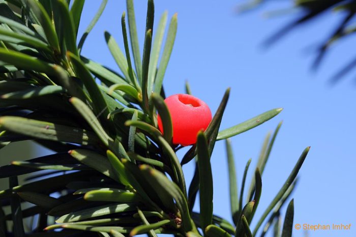 Taxus baccata