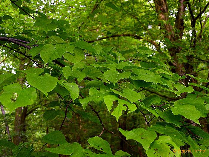 Tilia cordata