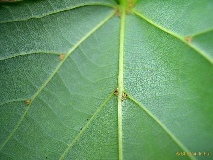 Tilia cordata, Blattunterseite