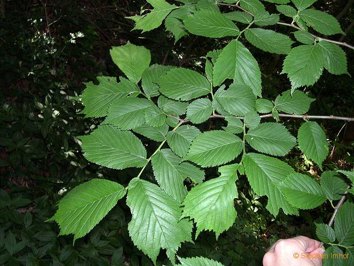 Ulmus glabra