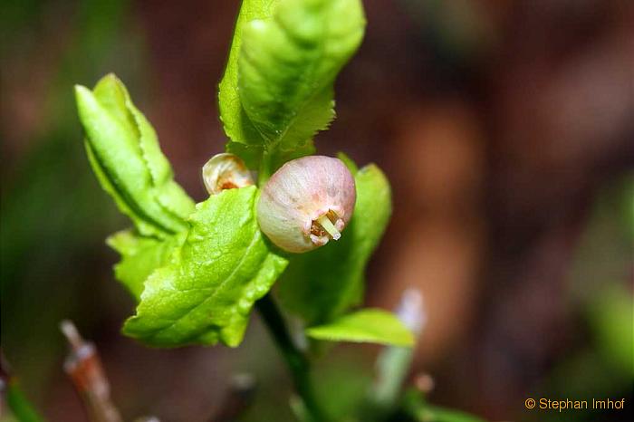 Vaccinium myrtillus, Blüten