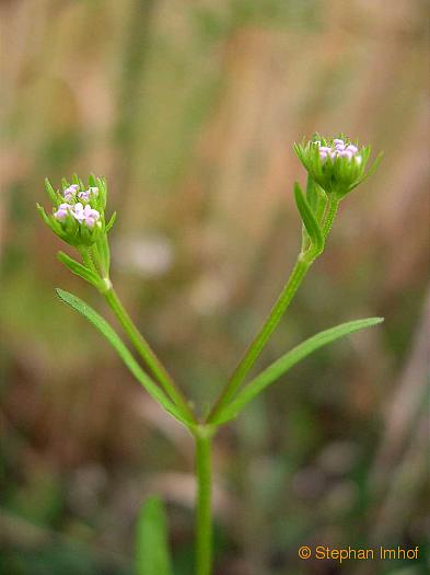 Valerianella locusta, Blte