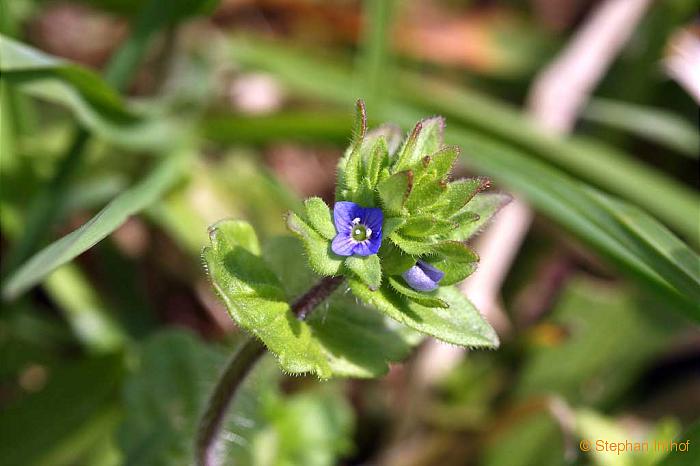 Veronica arvensis