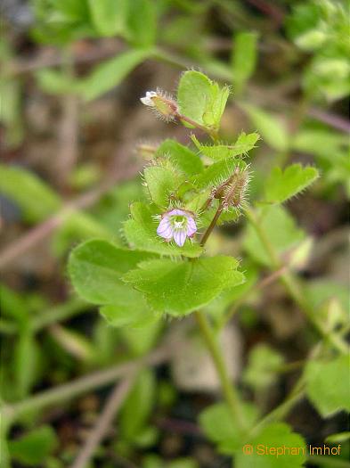 Stellaria media