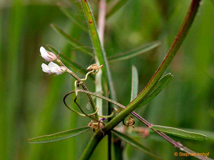 Vicia hirsuta