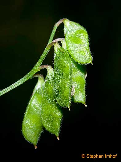 Vicia hirsuta