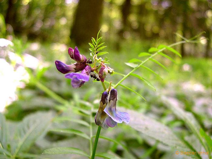 Vicia sepium