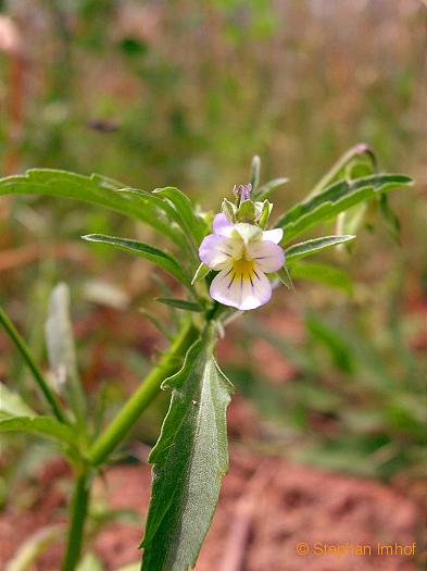 Viola arvensis