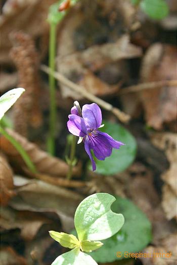 Viola odorata