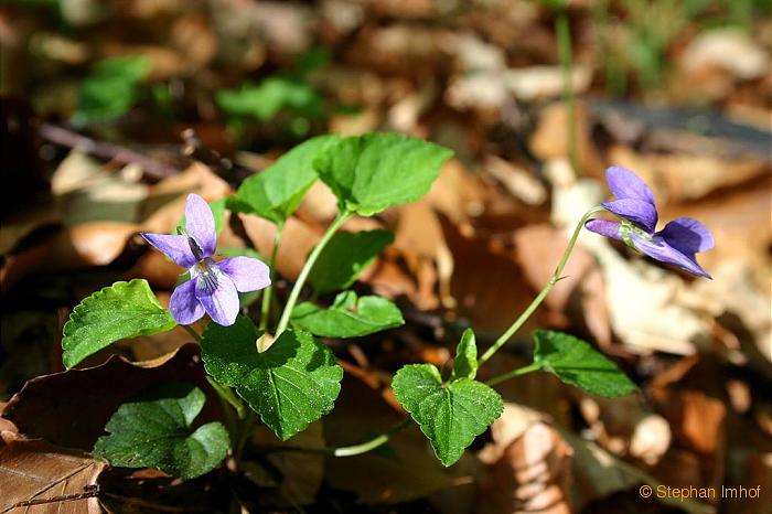 Viola reichenbachiana