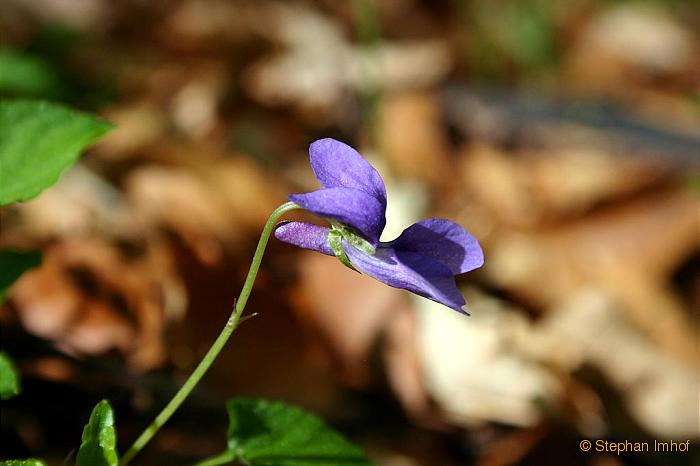 Viola reichenbachiana