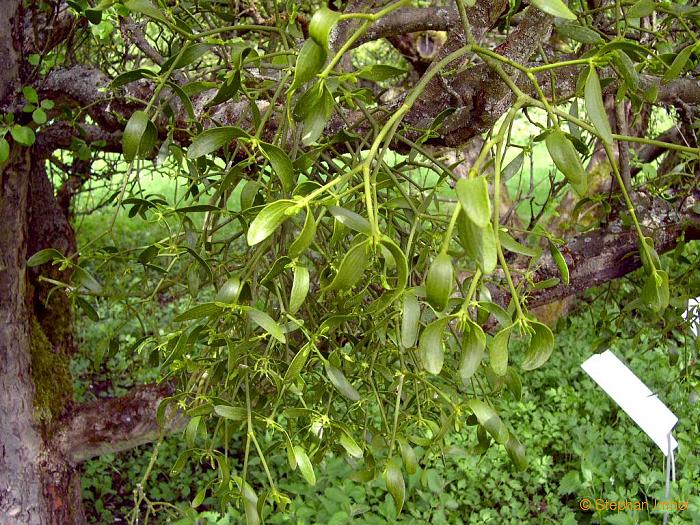 Caltha palustris