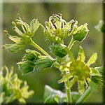 Acer campestre, Blüte