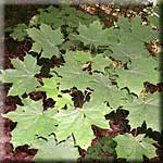 Acer platanoides, Blatt