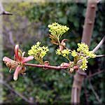 Acer platanoides, Blütenstand