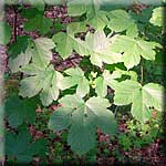 Acer pseudoplatanus, Blätter