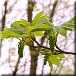 Acer pseudoplatanus, Blütenstand