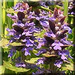 Ajuga reptans