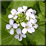 Alliaria petiolata, Blüte