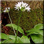 Allium ursinum