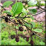 Alnus glutinosa