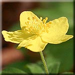 Anemone ranunculoides