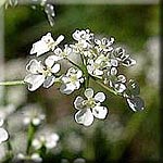 Anthriscus sylvestris, Blütenstand