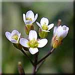 Arabidopsis thaliana, Blüte