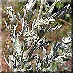 Artemisia absinthium