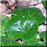 Asarum europaeum