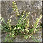 Asplenium trichomanes