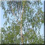 Betula pendula, Habitus