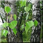 Betula pendula, Stamm und Blatt