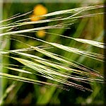 Bromus sterilis